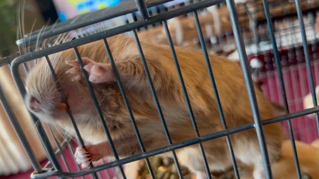 昨日のお話し　11月15日の記事動画