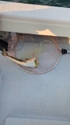 2026.1.19    1便　漁礁の記事動画