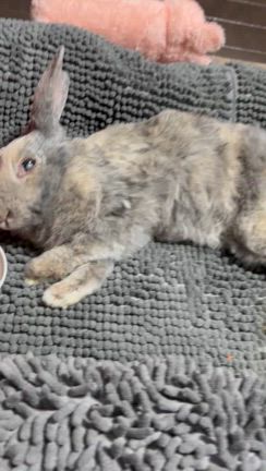 とよたんのケール♡の記事動画