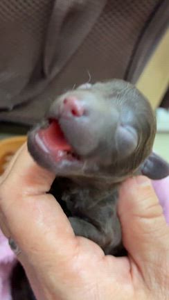 ブラウン屋さんだけどの記事動画