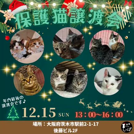 12/15（日）は年内最後の譲渡会です！の記事動画