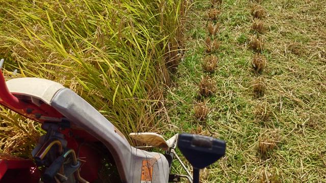 稲刈り 2025②の記事動画