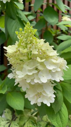 夏の庭の主役【パニキュラータ】が見頃を迎えています。の記事動画