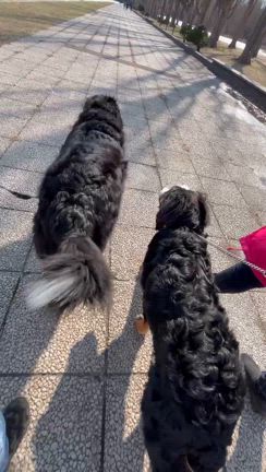 雪解け散歩♪の記事動画