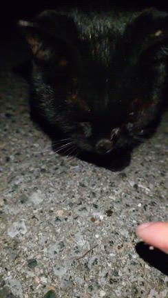 ”コレ以上はムリだから…”　保護したいんだけど…の記事動画