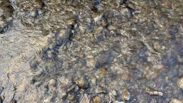 サワガニとハヤの記事動画