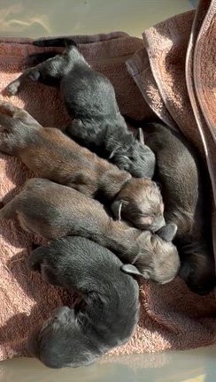 ゾロ目の誕生日は、の記事動画