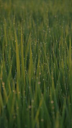 早起きの美しい朝と図案のリメイクの記事動画