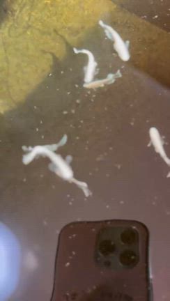 餌やり風景の記事動画