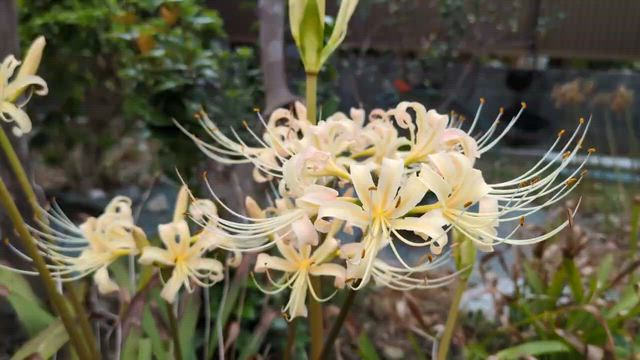 彼岸花の輪の記事動画