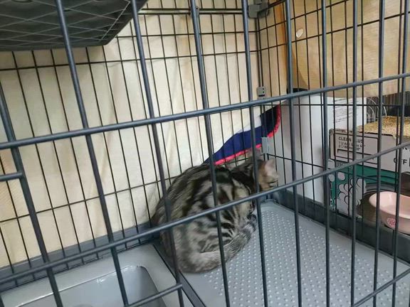 ころん便り ご寄付 ・ご支援のお礼(4/20～4/26)の記事動画