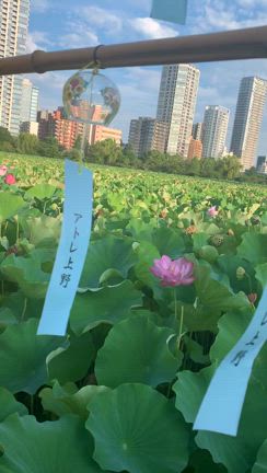 不忍池の蓮の記事動画