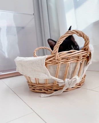 【里親様決定】黒白はちわれ子猫　スエズちゃんの記事動画