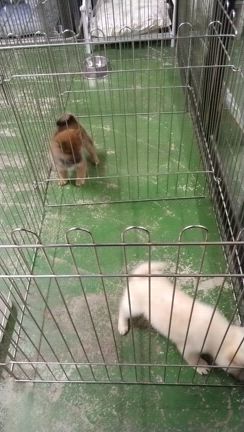 飼い主さん募集中の柴犬　白柴の動画の記事動画