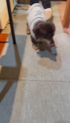 Total dogcare wanheartの記事動画