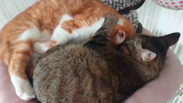 平くんと丸ちゃんの記事動画