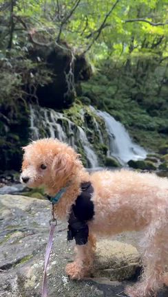 《10月限定》スピリチュアルメッセージキャンペーンの記事動画