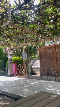 続 朝ランと満月頭痛の記事動画