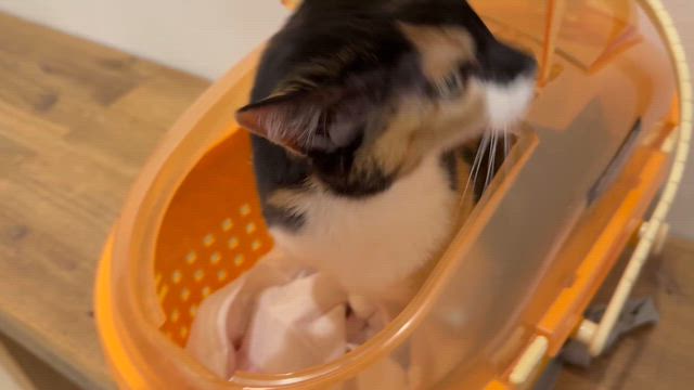 オウルの記事動画