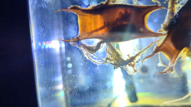 ゴマフアザラシの赤ちゃん♡の記事動画