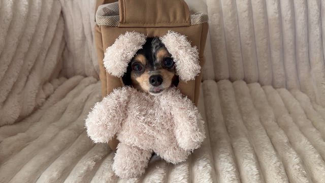 【3COINS】クレーム続出バッグGET!!!!の記事動画