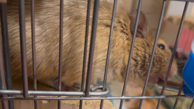 昨日のお話し　2月24日　伊勢神宮への記事動画