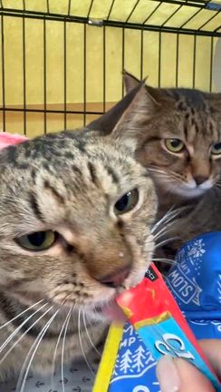 譲渡会のご報告。の記事動画