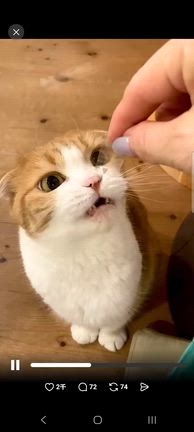 カフェラテ用タンブラーと猫の投薬の記事動画