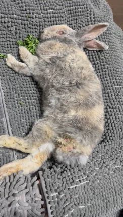 とよたんのケール♡の記事動画