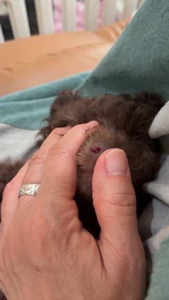 モオレロくん　8月26日生まれの記事動画