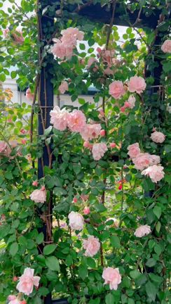 教室のYouTubeで人気の動画の記事動画