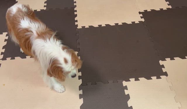 本日のご報告を致しますの記事動画