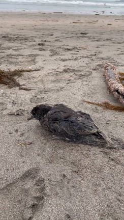 ◆鳥の亡骸とゴミ拾い　自然の摂理の記事動画
