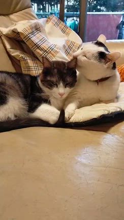 たまをの記事動画