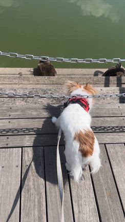 明日はワンボナ！そしてカモにびびるの記事動画