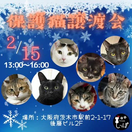 2/15（日）は譲渡会です！お待ちしてます！の記事動画