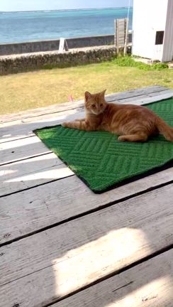 たまたま行き着いた場所が素敵すぎたの記事動画