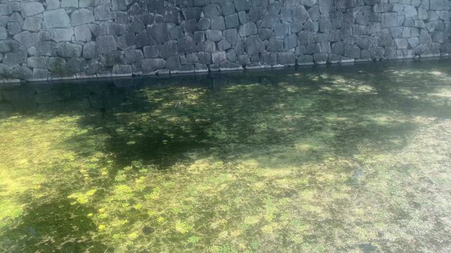 夏の終わり　2025/08/31の記事動画