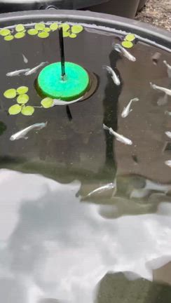 朝からの記事動画