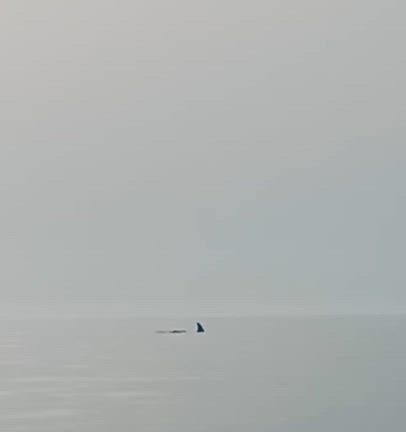 脳汁の記事動画