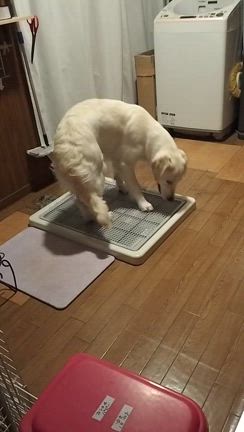 グラニーのトイレ　その後は？の記事動画