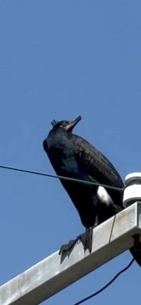 大人の遠足〜帯解の里の野鳥観察・春〜の記事動画