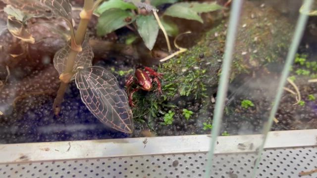 スタッフ竹内育成　ショウジョウバエの記事動画