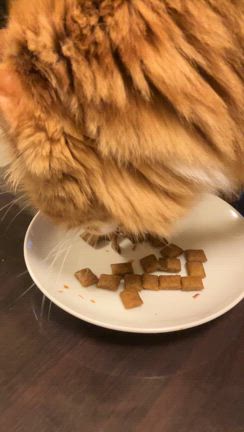 忙しい気分満喫（笑）の記事動画