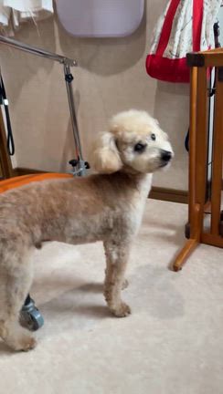 ロトくんの記事動画