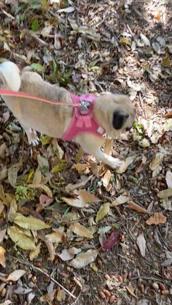 【保護犬　パグ脳炎】毎日の投薬と散歩　QOL上げて行こうの記事動画