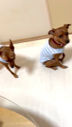 ノエルのインスタ  バズる。の記事動画