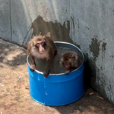 ニホンザル飼育日誌（R7.6.28）の記事動画