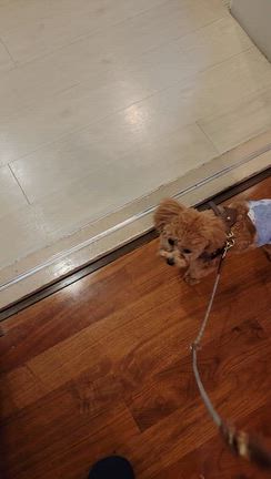 リンツと散歩の練習の記事動画