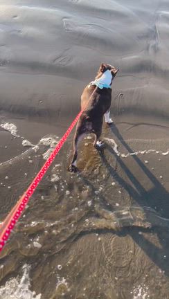 負け犬の顔の記事動画